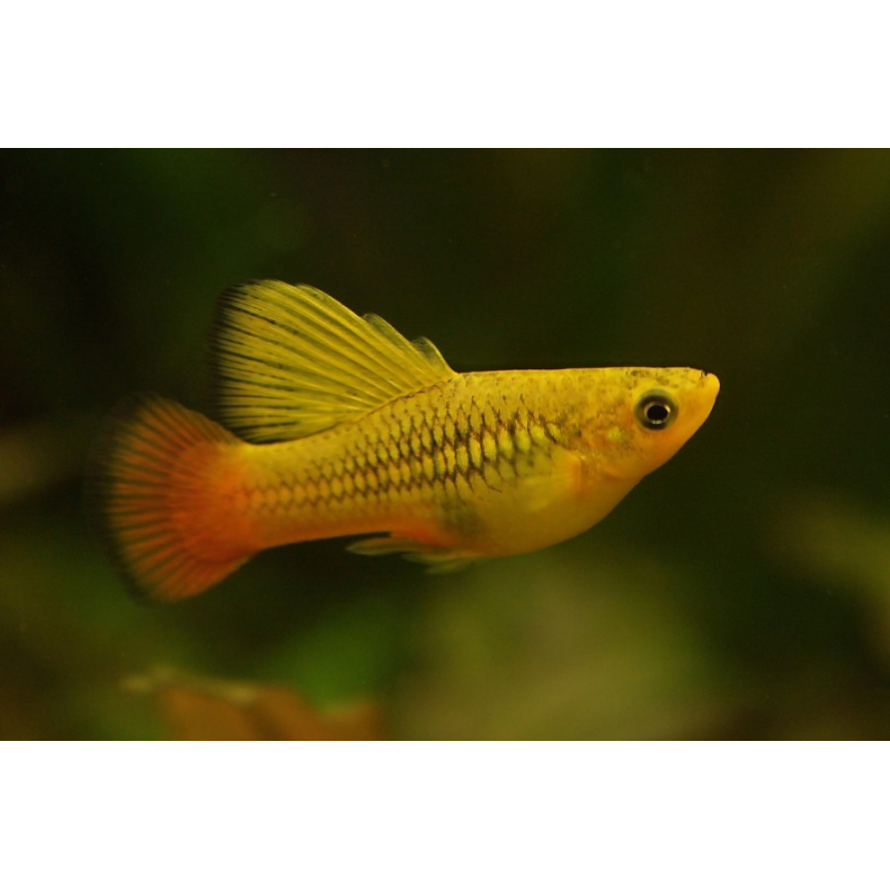 Hoogvinplaty goud